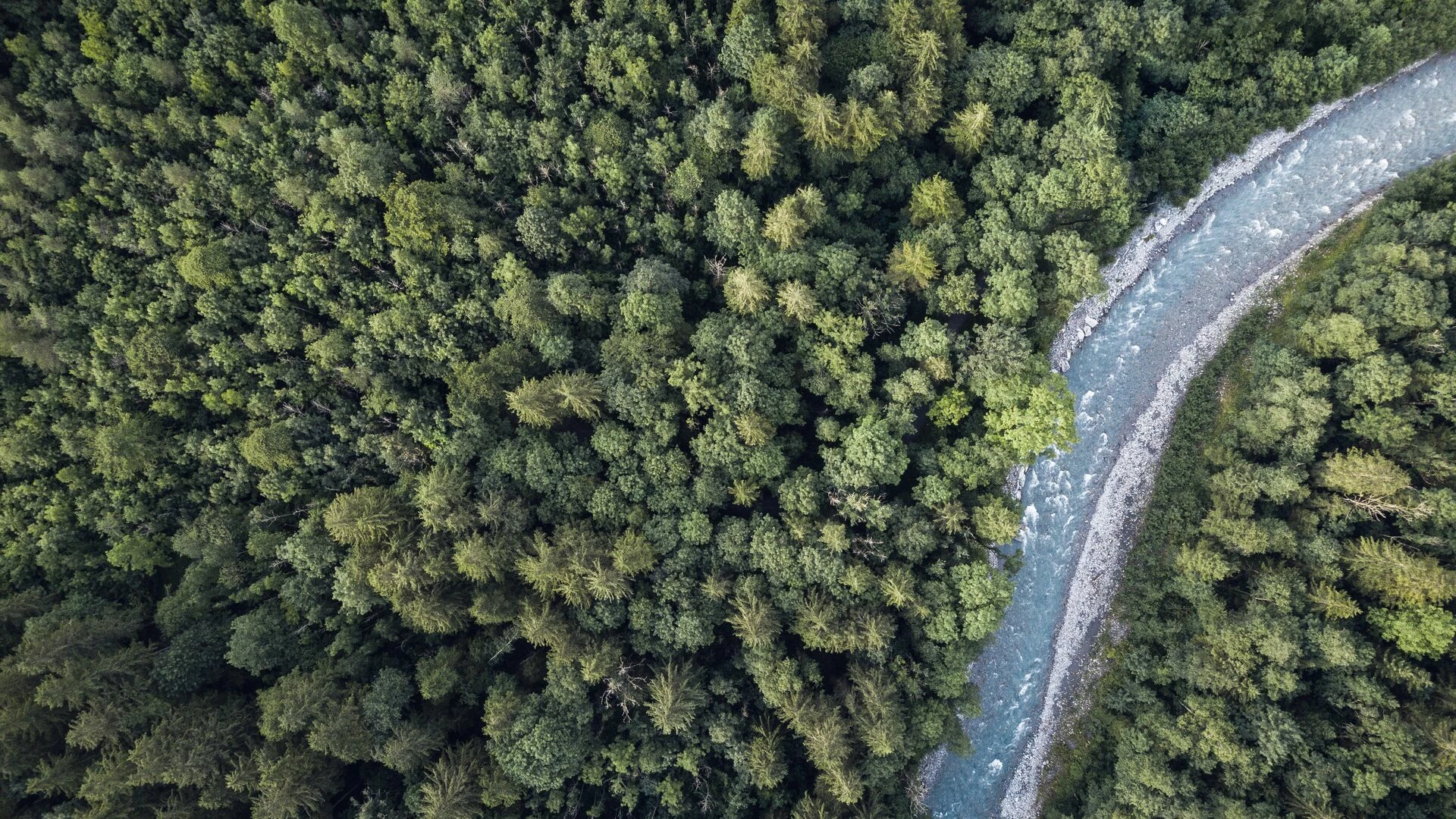 aerial-top-view-of-summer-green-trees-in-forest