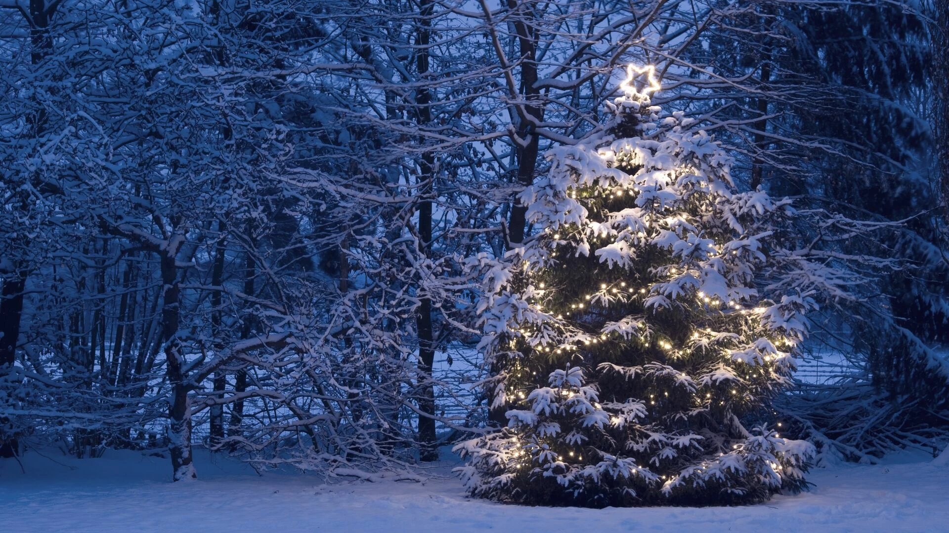 A Christmas tree with lights in the snow