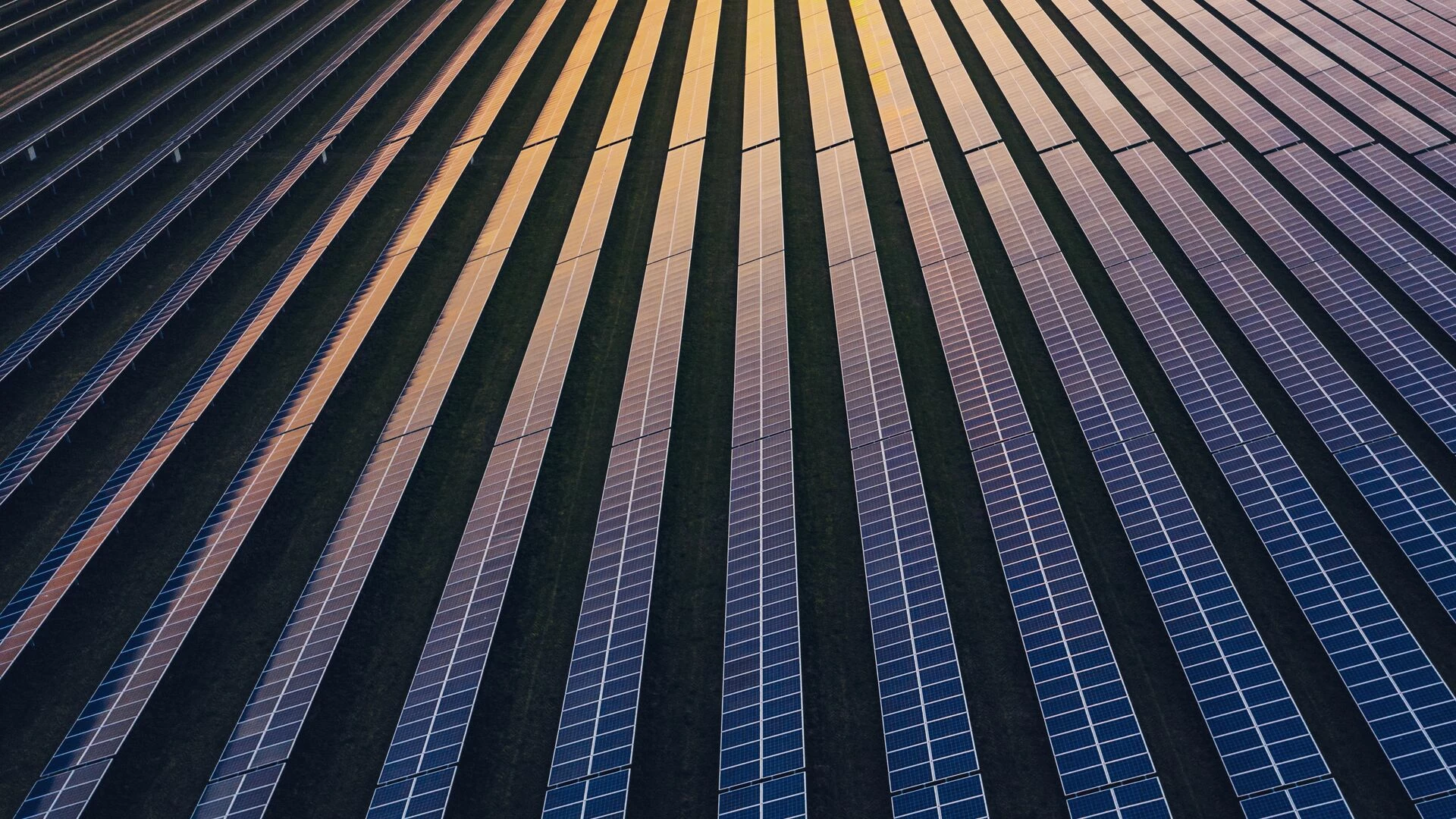 Solar panels in rows at dusk