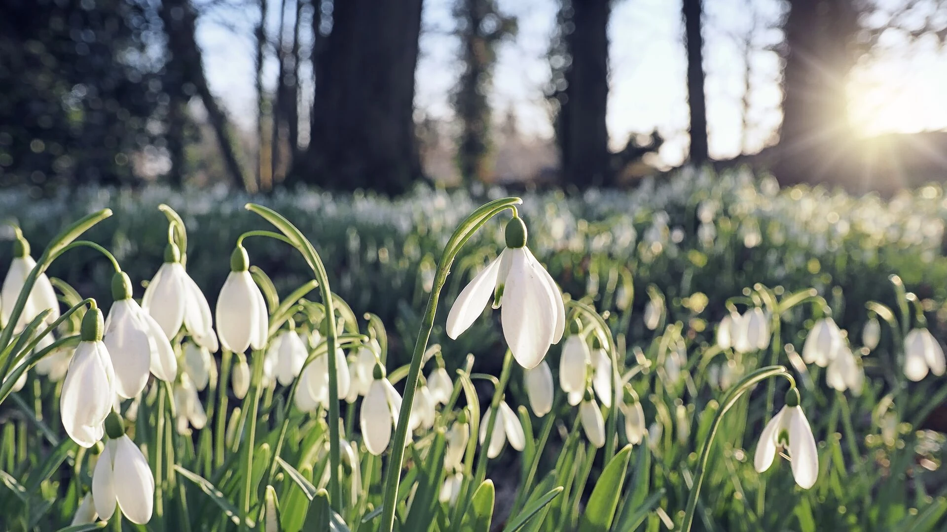 Flowers in the green field