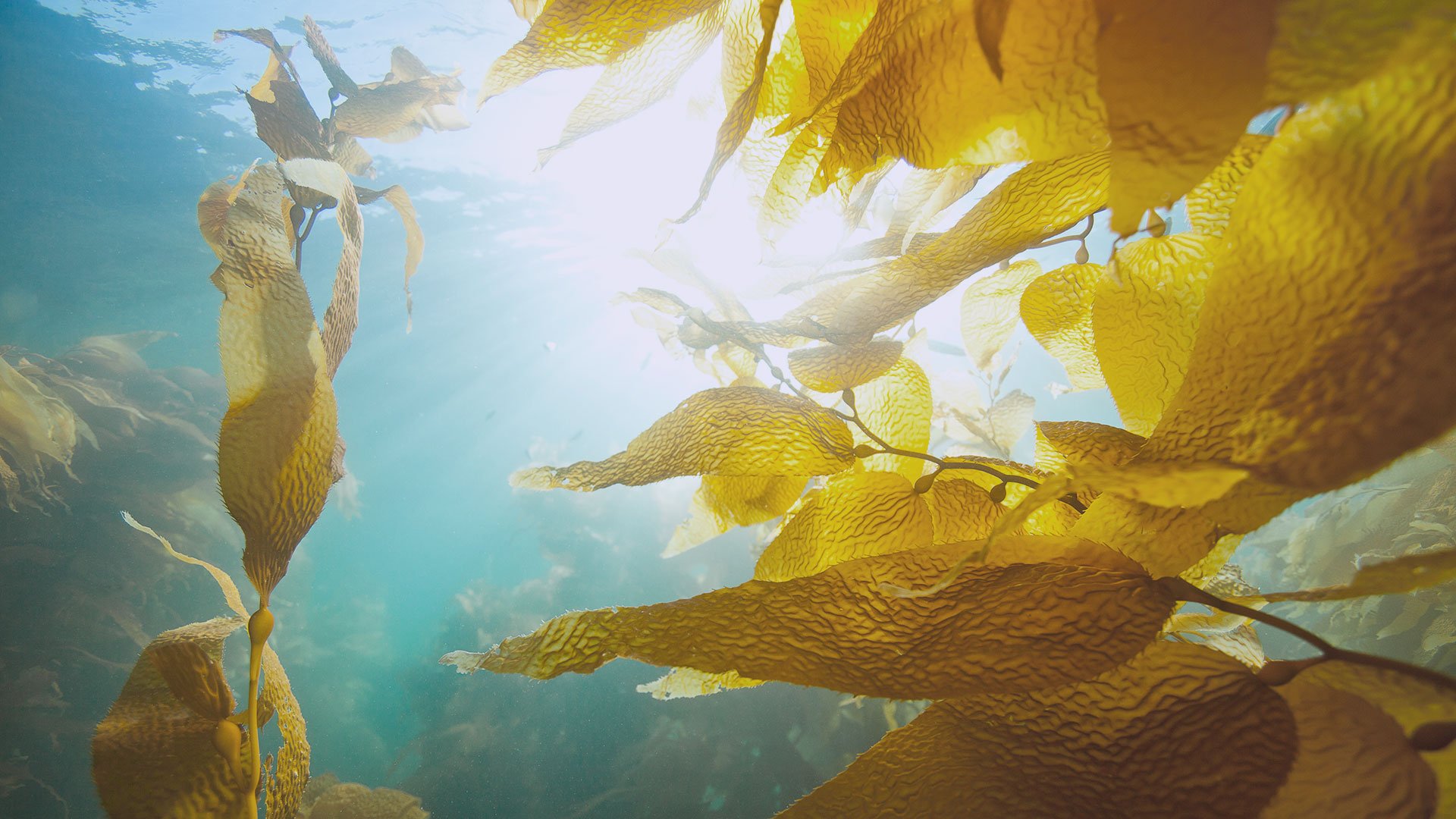 Sun shining through underwater kelp forest 