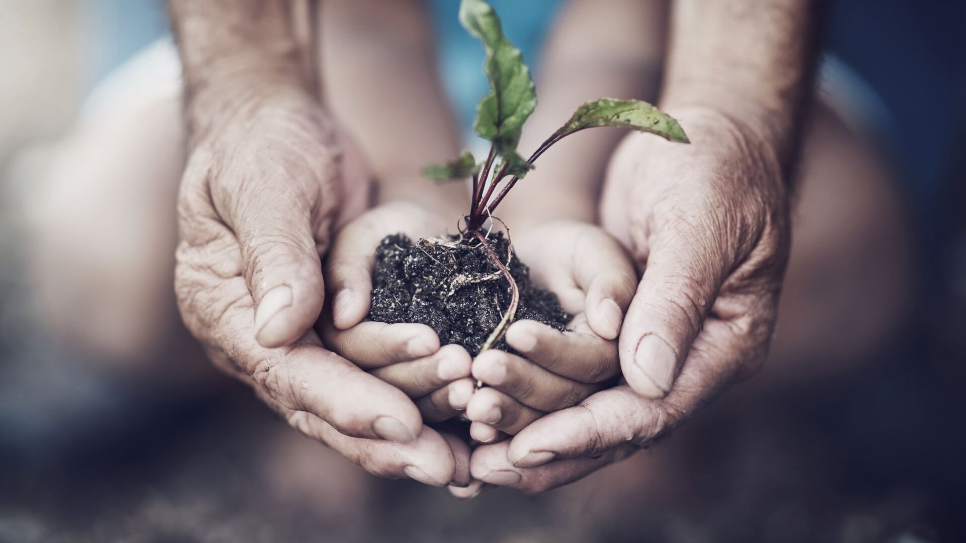 Closeup shot of an adult and child holding a plant growing out of soil