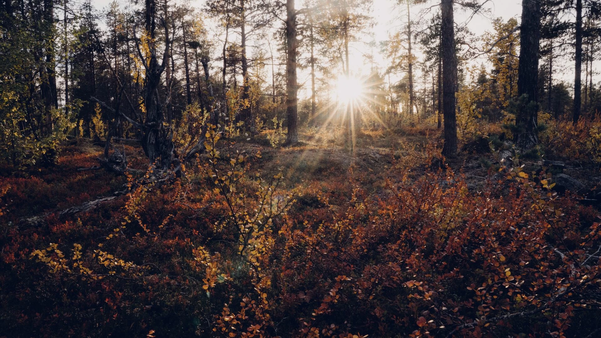 Sunlight streaming through trees in forest