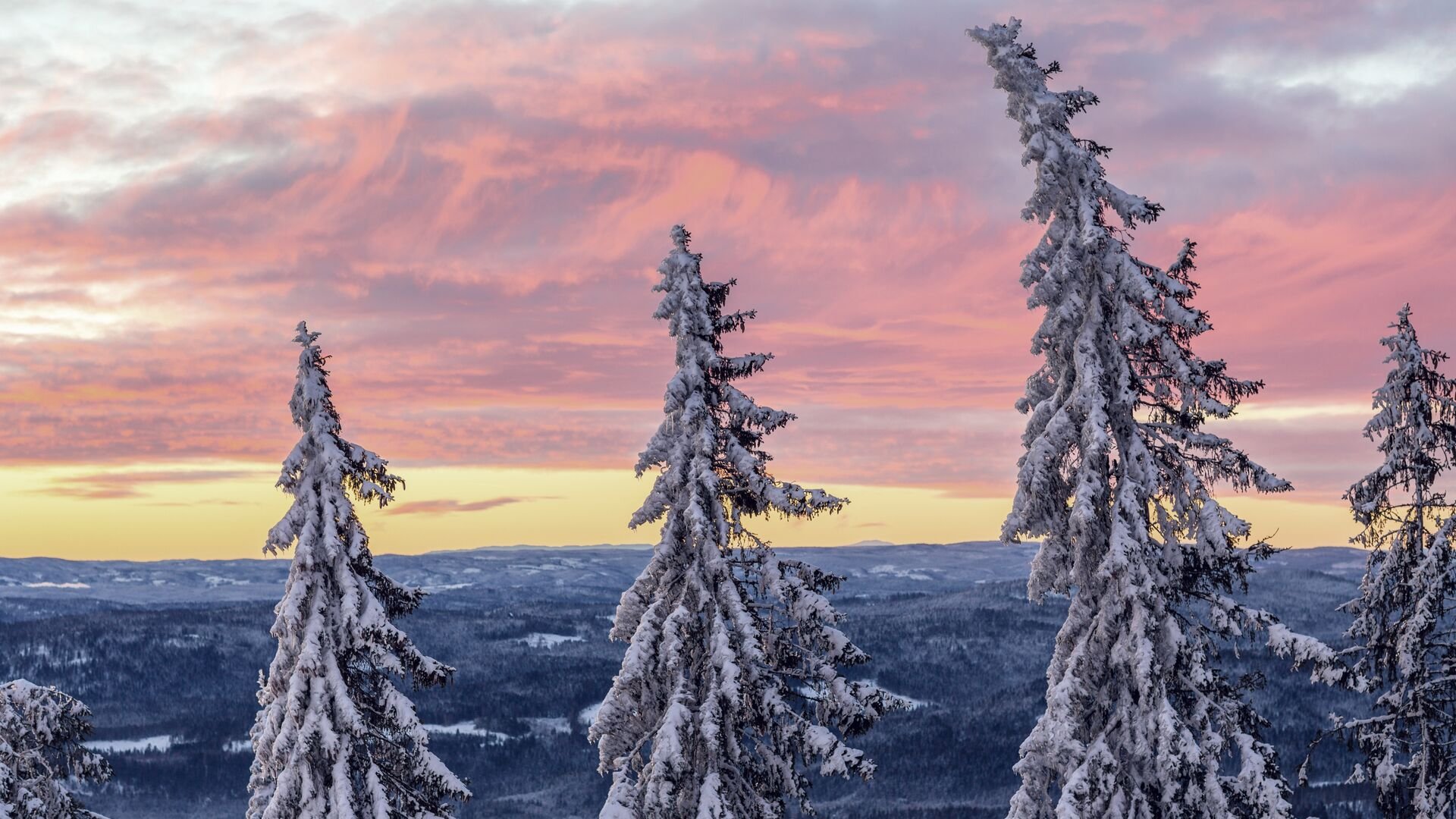 Snow covered spruce trees at sunset oslo norway