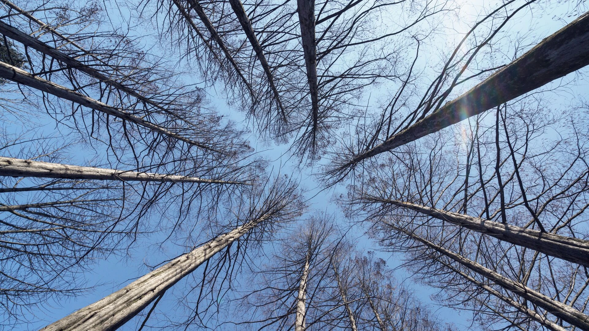 Trees without leaf on winter