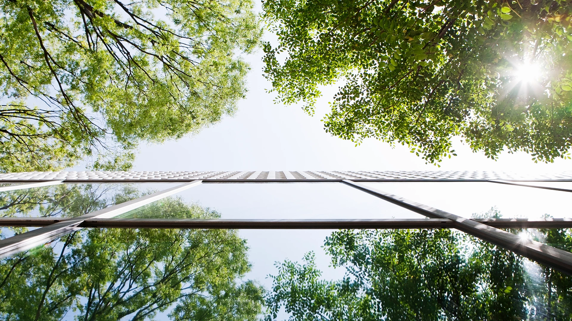 Trees and a corporate building