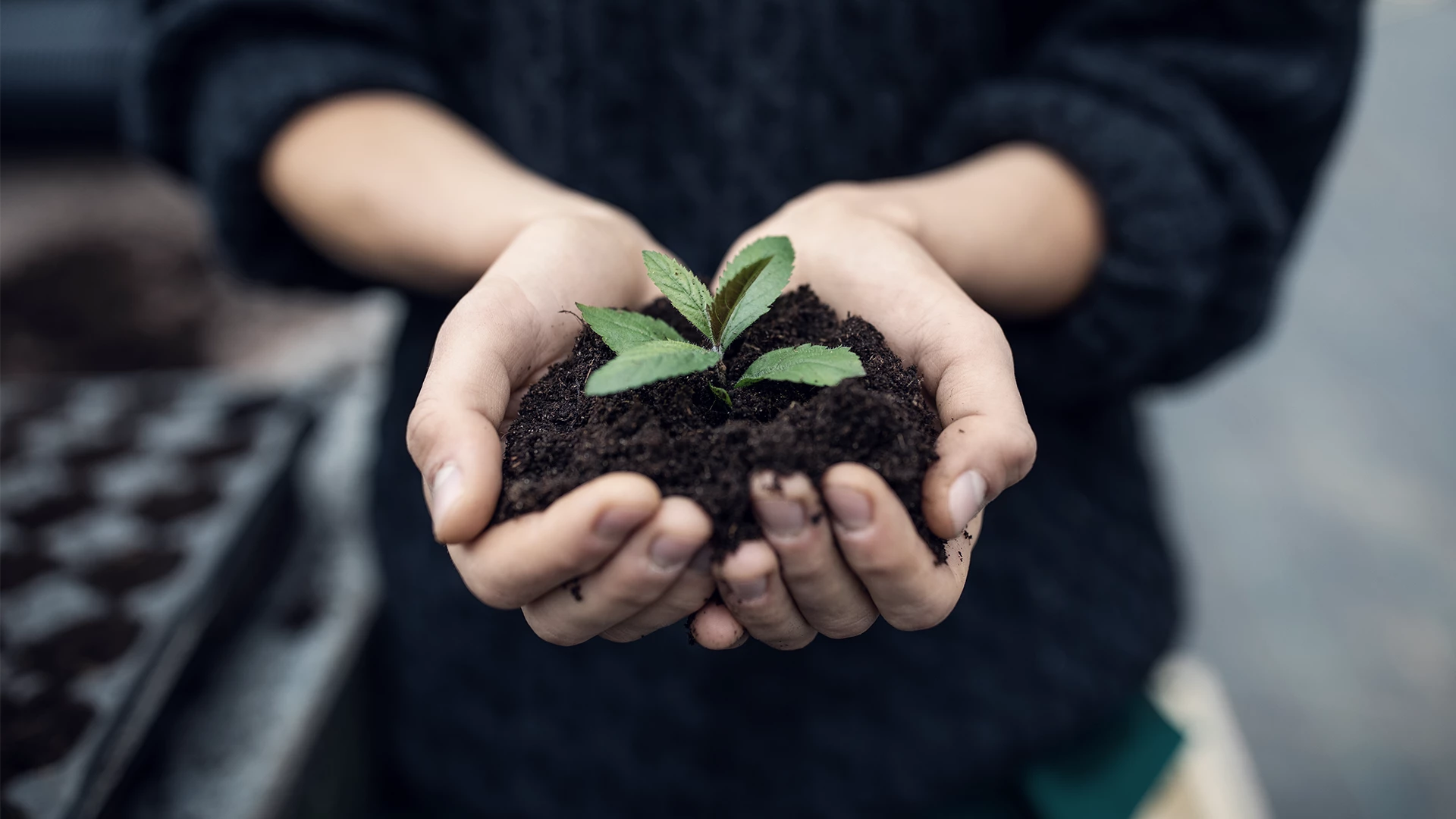 Female gardener holding a sapling with soil 