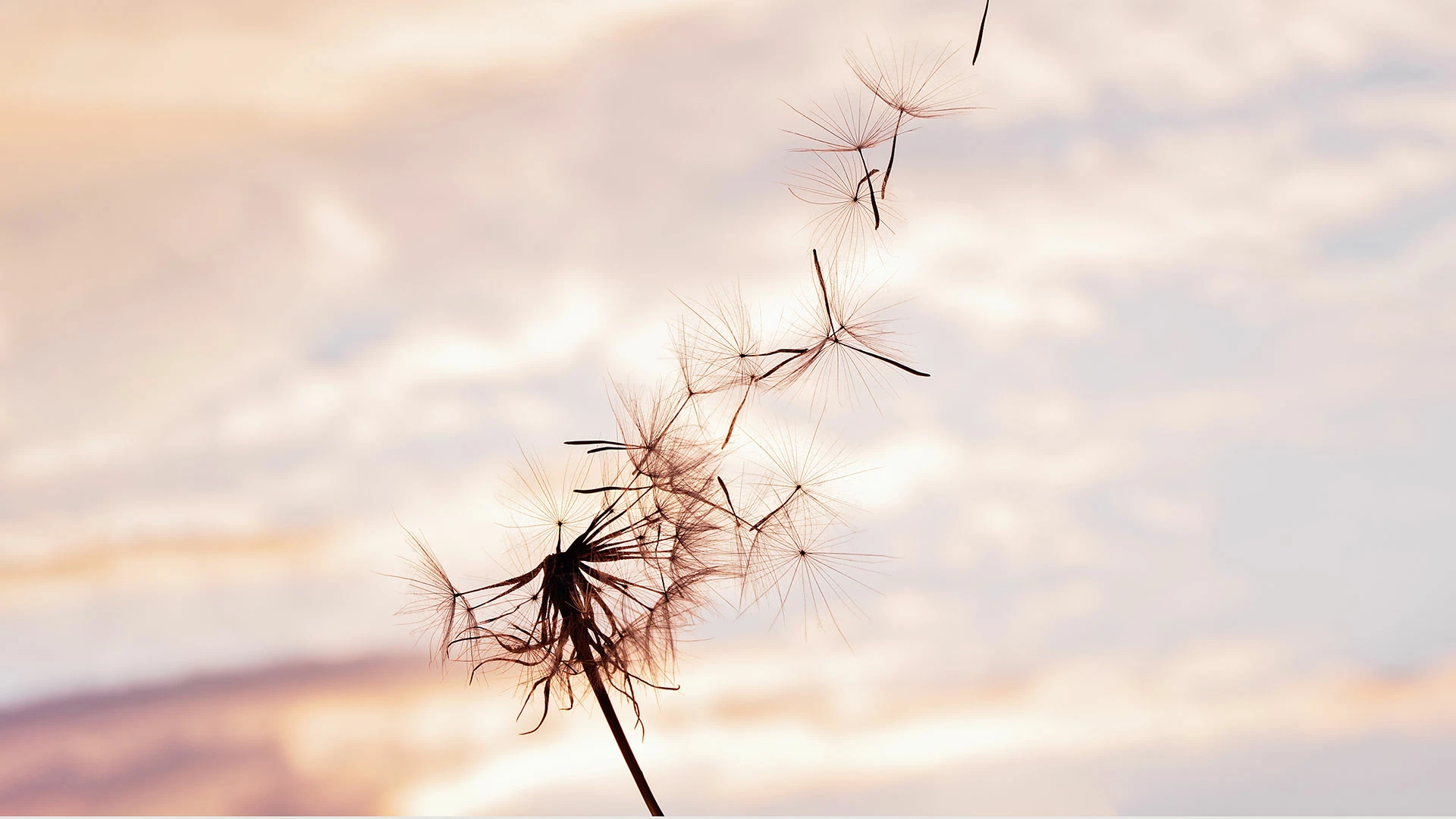 Dandelion at sunset