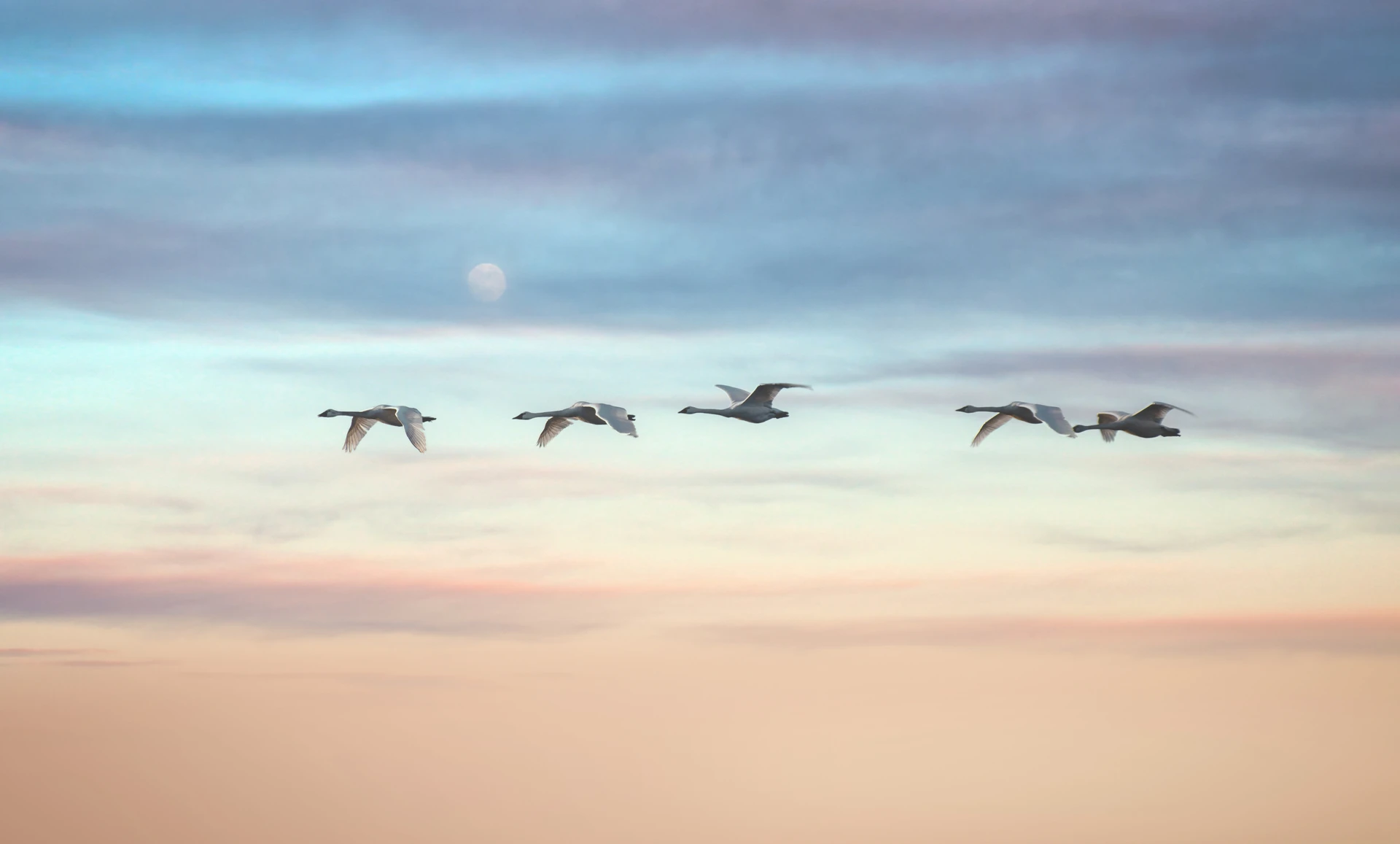 Swans returning to Sweden for summer