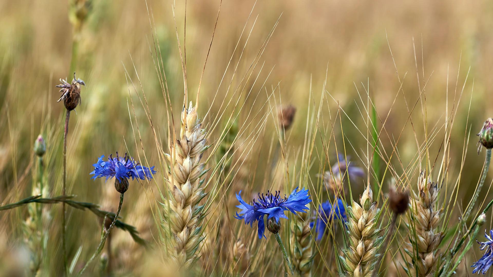 Blue cornflower in field