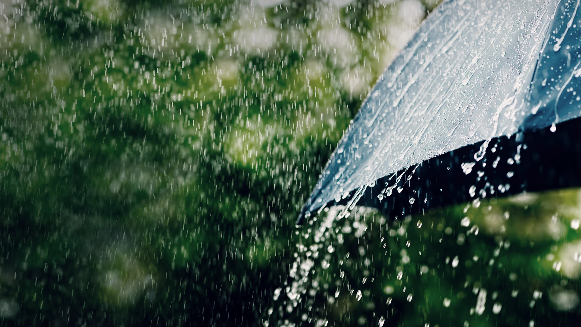 /summer%20rain%20on%20an%20umbrella.