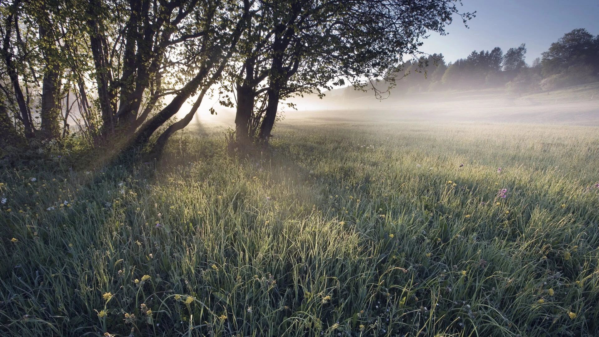 Early morning mist on a field