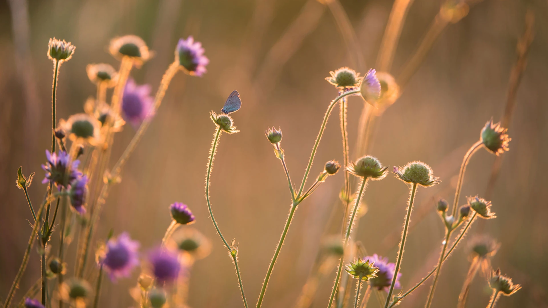 Butterfly in field