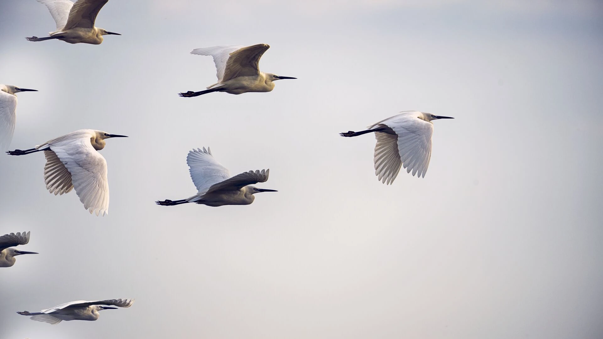 Birds in flight