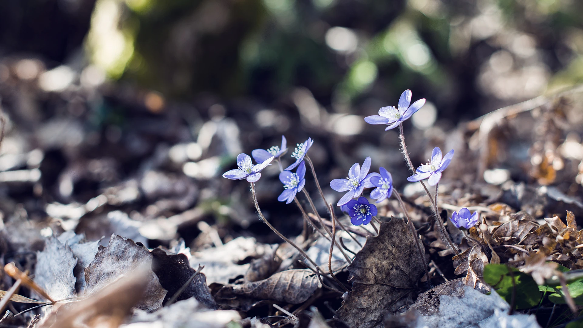 /anemones-in-forest-during-spring..