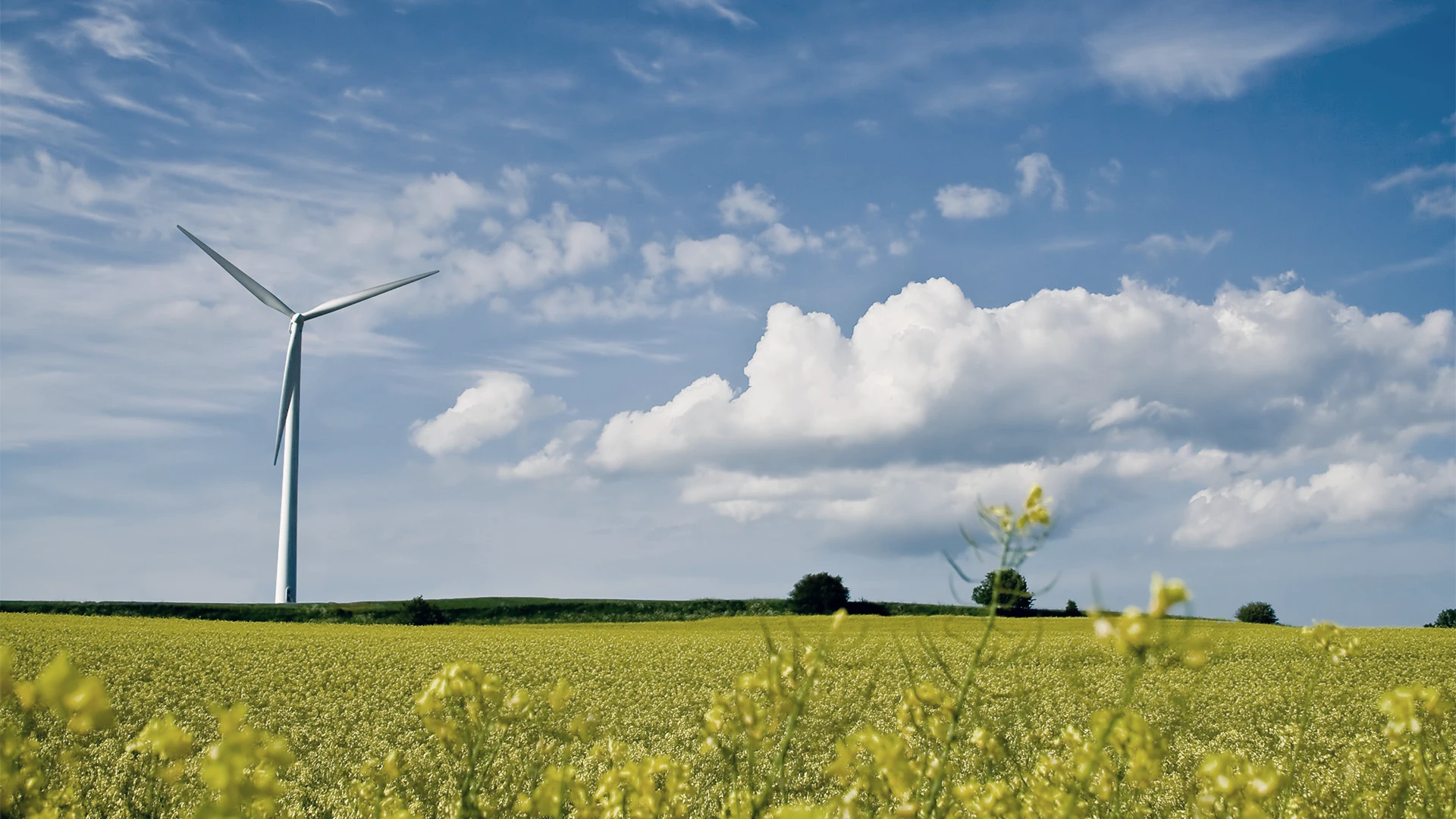 Windmill in a yellow field