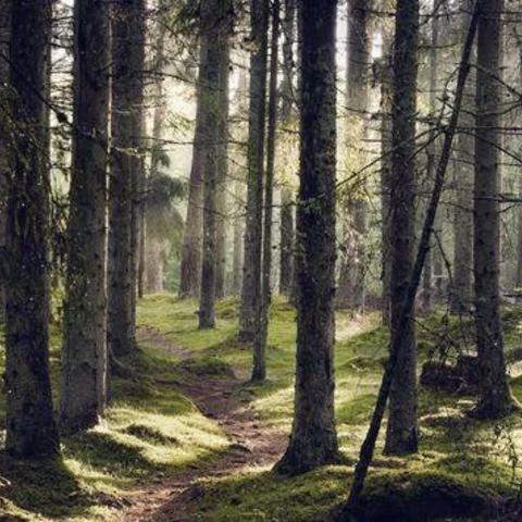 A narrow path through spruce forest