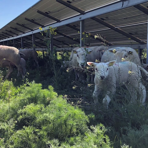 begreen-solcellepark-sheeps-cows-on-gras
