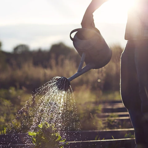 man-watering-plant-in-vegetable-garden.jpg