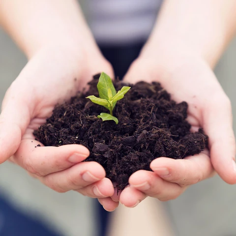 close-up-of-womans-hands-holding-a-young-plant