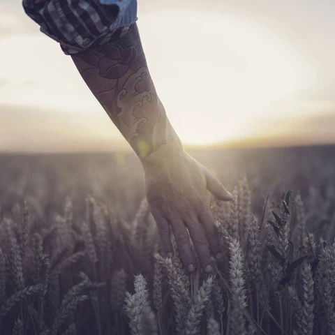 Farmer walking through field touching wheat 