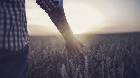 Farmer walking through field touching wheat 
