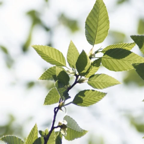 Green leaves