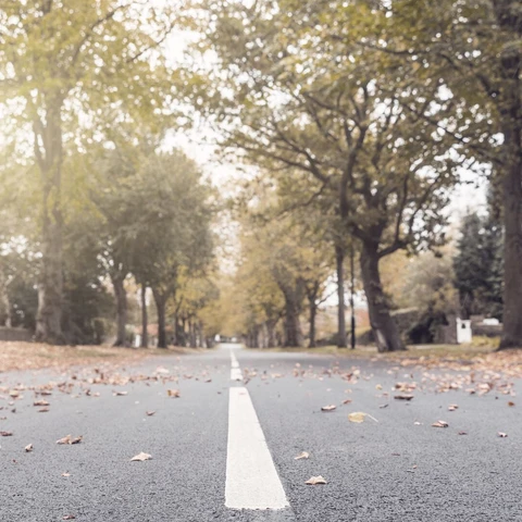 Road with leaves