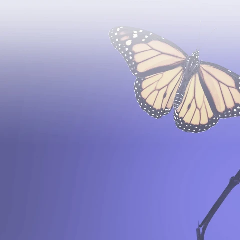 butterfly on blue background