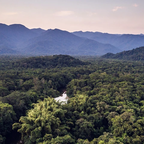 Forest in Brazil