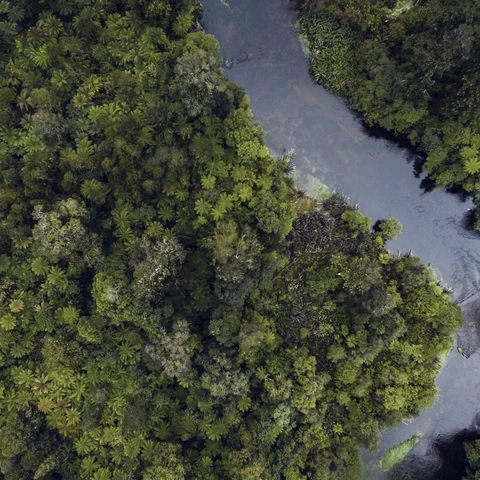 River running through forrest
