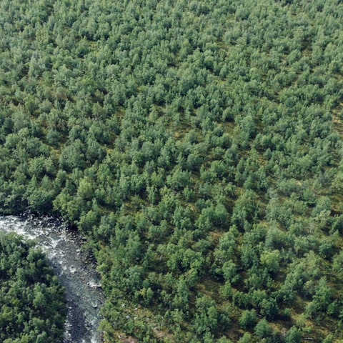 original_web_optimized-aerial-view-of-river-and-forest-min