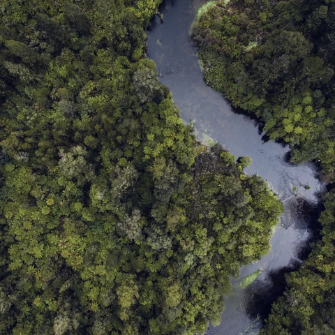 river running through forrest