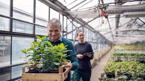 Senior man carrying plants in greenhouse