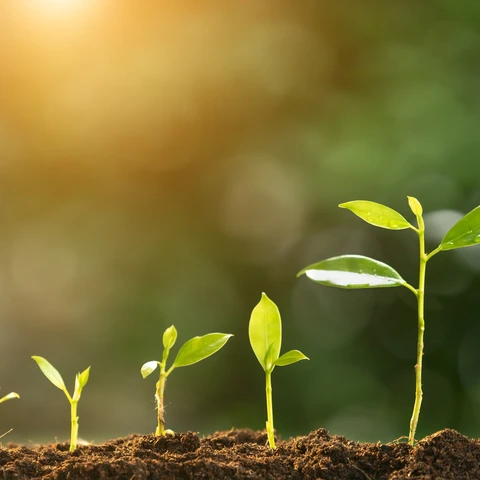 Green shoots