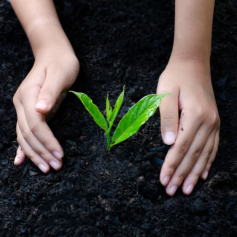 Sustainability