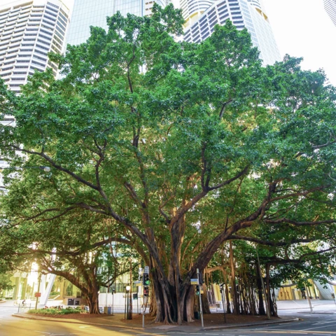 Tree_buildings