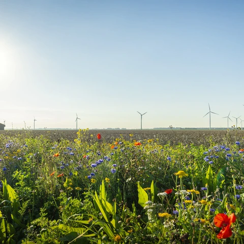 Windmills and wildflowers