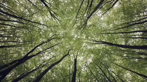 Upward viewpoint of trees inside a forest