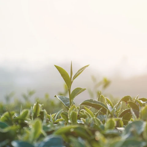 A hedge of leaves