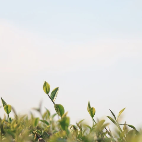 Fresh tea leaves in tea plantation on sky background