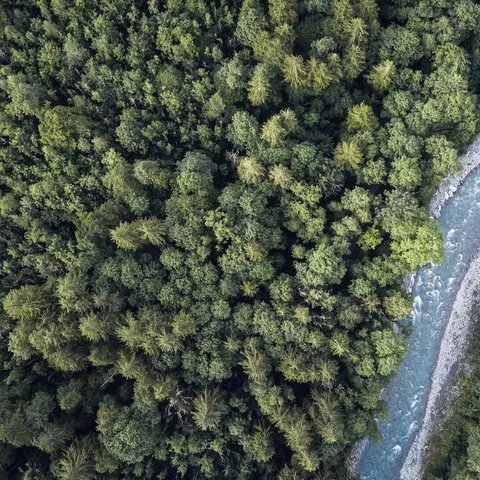aerial-top-view-of-summer-green-trees-in-forest