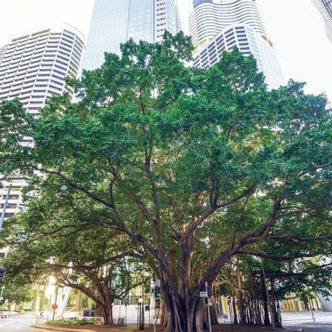 Green corporate