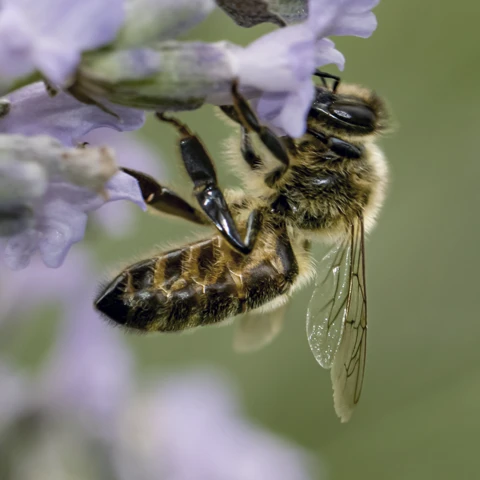 Bee on a flower