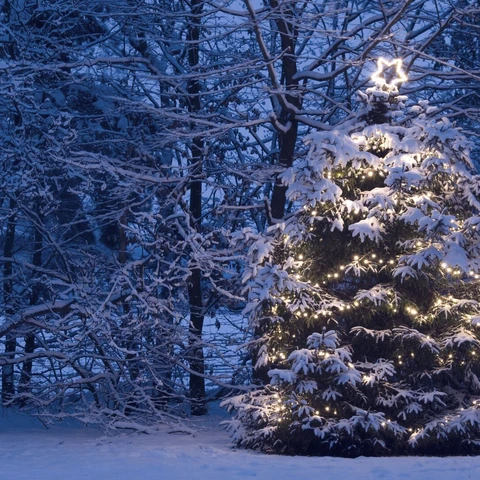 A Christmas tree with lights in the snow