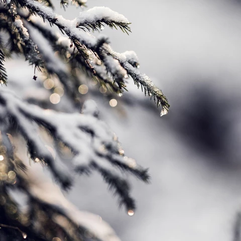 Pine tree branch during winter