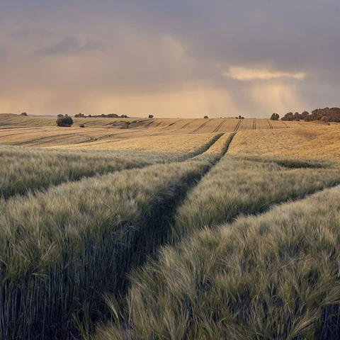 Field in Denmark