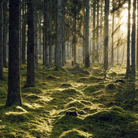 Metsä toimi vuonna 2022 suojana inflaatiota vastaan