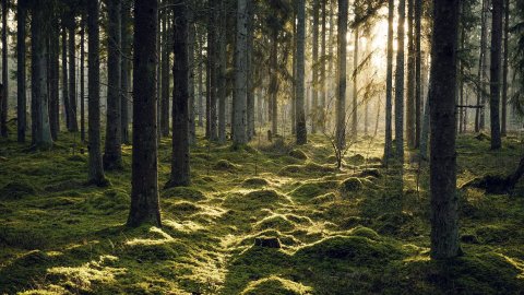 Metsä toimi vuonna 2022 suojana inflaatiota vastaan