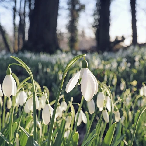 Flowers in the green field